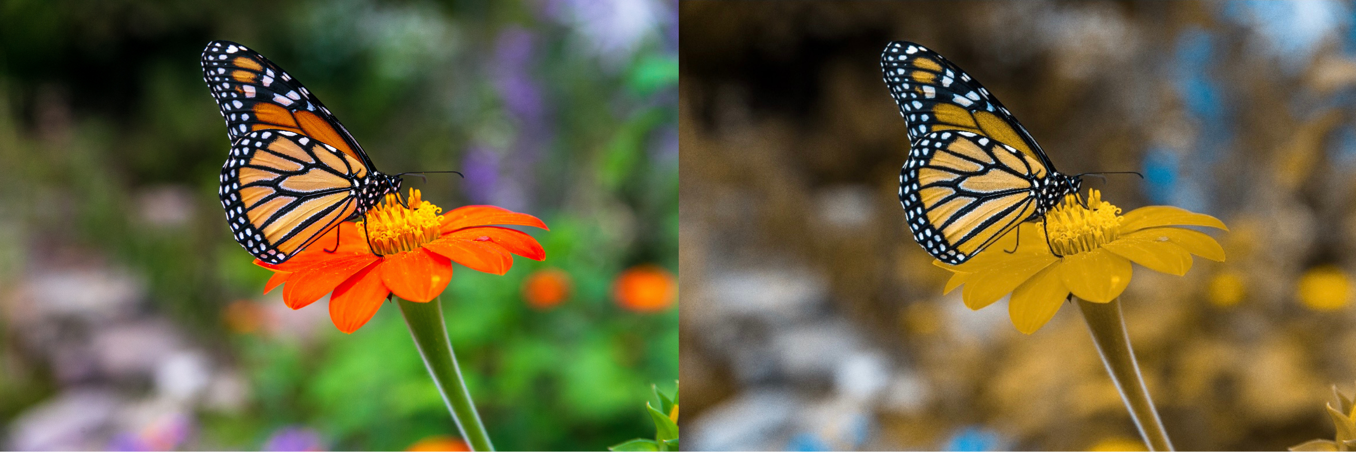 Exploring Nature in Fuller Color: Montgomery Parks’ Innovative Initiative for the Color blind